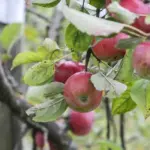 Minister: many "Auksis" apple trees froze, large areas will need to be replanted