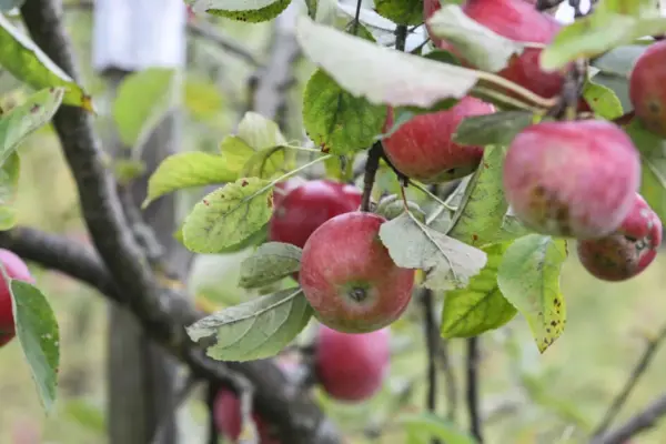Minister: many "Auksis" apple trees froze, large areas will need to be replanted