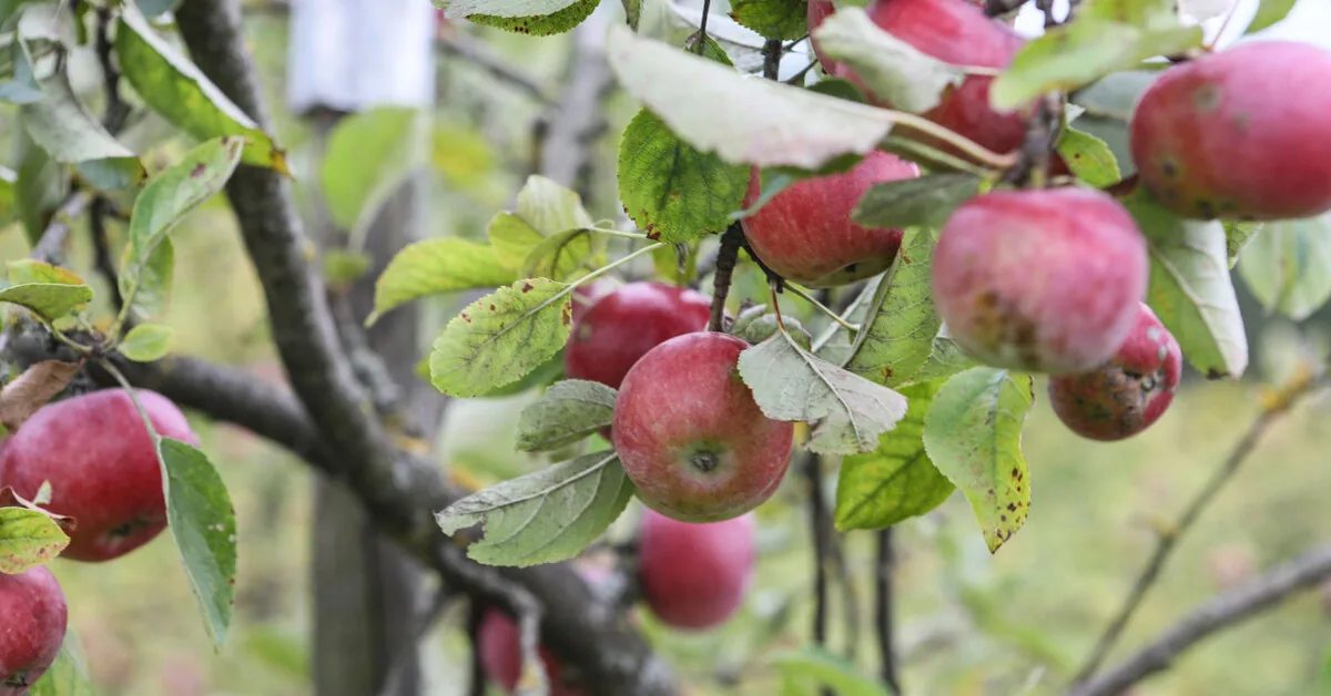 Minister: many "Auksis" apple trees froze, large areas will need to be replanted