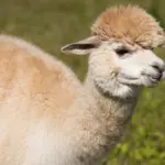 As the service lifts foot-and-mouth disease restrictions, an alpaca show will be held in September
