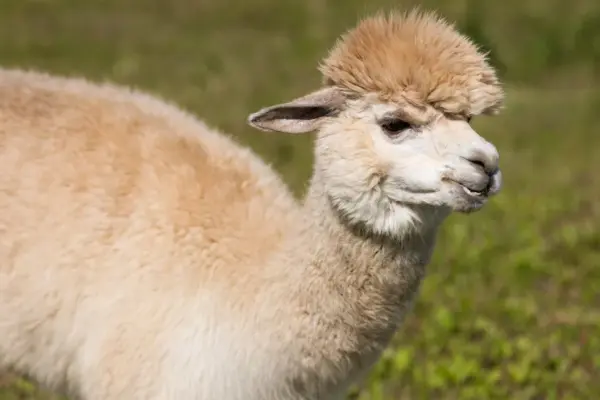 As the service lifts foot-and-mouth disease restrictions, an alpaca show will be held in September