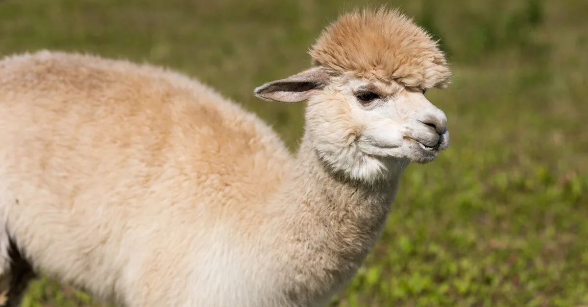 As the service lifts foot-and-mouth disease restrictions, an alpaca show will be held in September