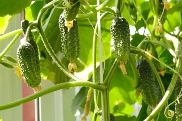 Cucumber buds are drying and falling off? You can save the harvest with one watering