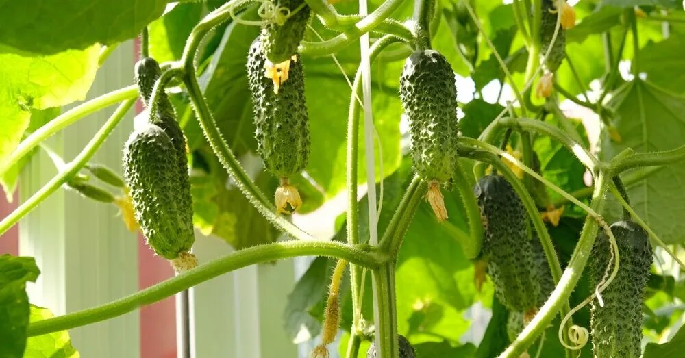 Cucumber buds are drying and falling off? You can save the harvest with one watering