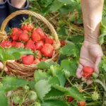 Strawberries will grow fist-sized: here's the solution you need to water them with