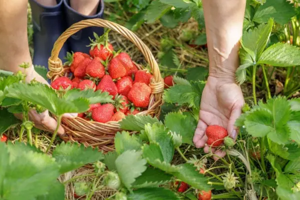 Strawberries will grow fist-sized: here's the solution you need to water them with