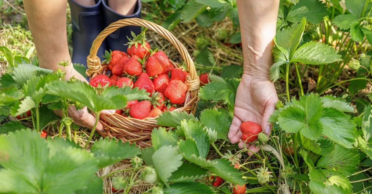 Strawberries will grow fist-sized: here's the solution you need to water them with