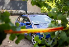 Fallen tree in Justiniškės