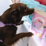Wet little noses and summer adventures: SOS ANIMALS invites you to the summer celebration!
