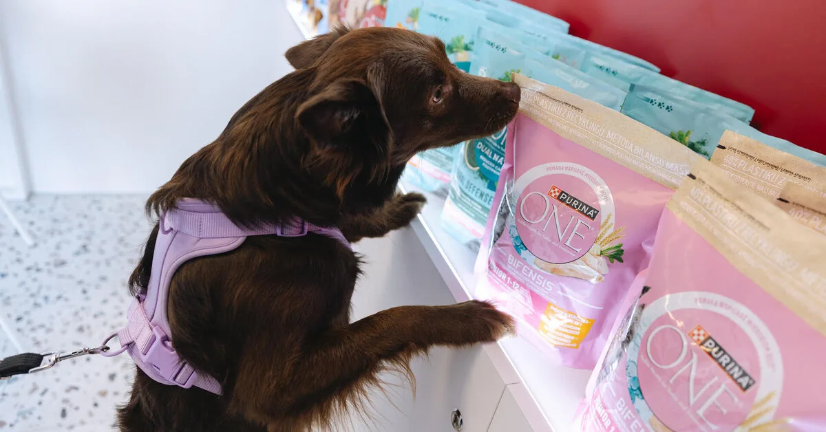 Wet little noses and summer adventures: SOS ANIMALS invites you to the summer celebration!