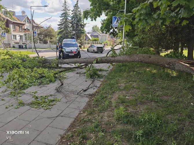 15min reader's photo/Storm in Vilnius, Žvėrynas, overturned trees