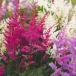 This shade plant conquers gardens: blooms from spring to autumn and requires no maintenance