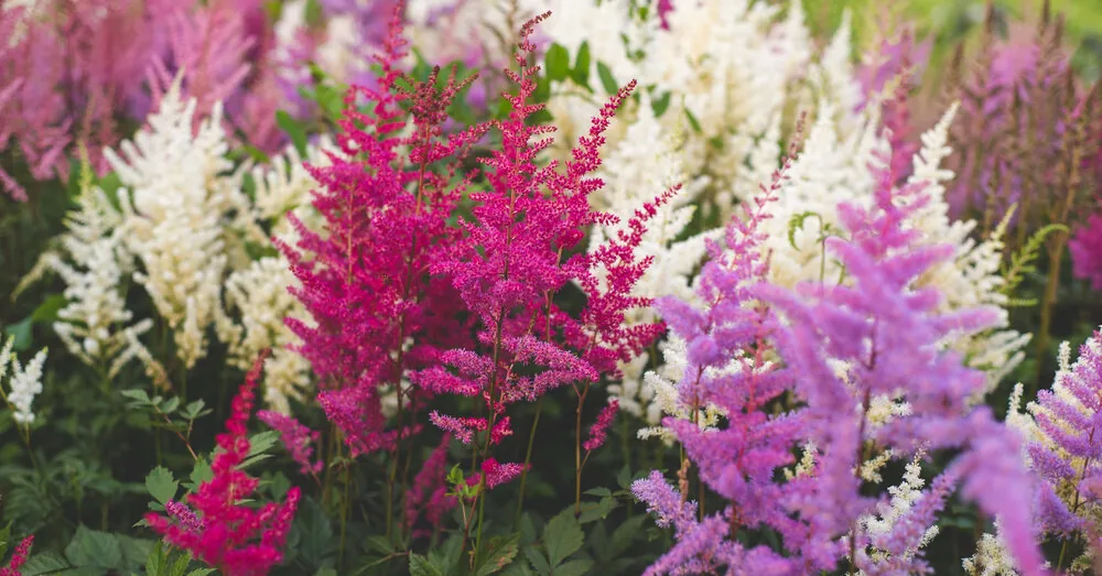 This shade plant conquers gardens: blooms from spring to autumn and requires no maintenance