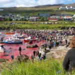 The sea turned red again: this tradition shocks the world