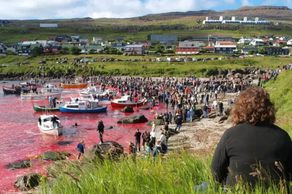 The sea turned red again: this tradition shocks the world
