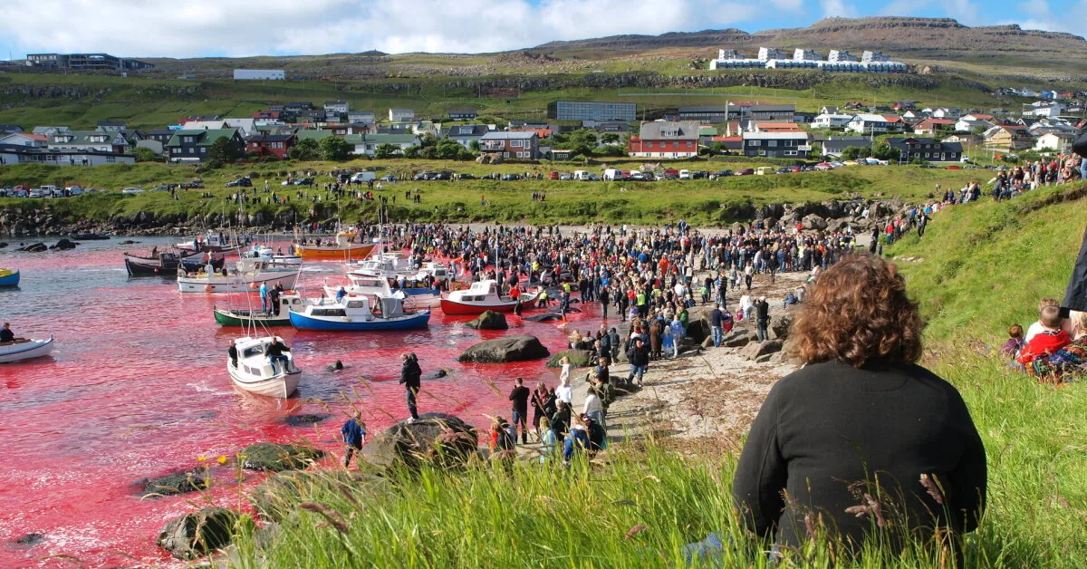 The sea turned red again: this tradition shocks the world