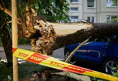 Fallen tree in Justiniškės