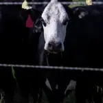 Teksase užfiksuotas antras gyvulių kenkėjų mėsėdžių musės lervų atvejis