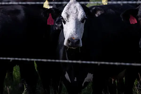 Teksase užfiksuotas antras gyvulių kenkėjų mėsėdžių musės lervų atvejis