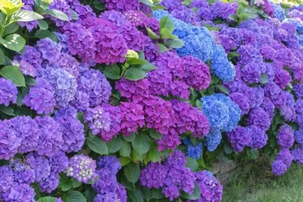Do this with hydrangeas – and your garden will look like it's from a magazine cover