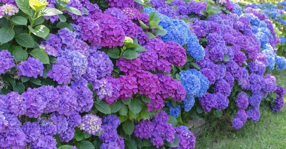 Do this with hydrangeas – and your garden will look like it's from a magazine cover