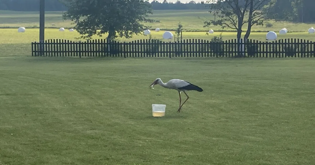 Three chicks died during the stork chopping: the ornithologist has an explanation