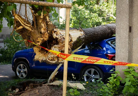 Fallen tree in Justiniškės