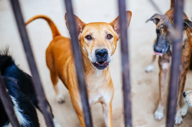 Shutterstock photo/Animal shelter