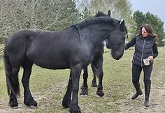 "Horse Oasis", Ramunė Radavičienė