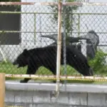 A bear that rampaged in Japan injured four people