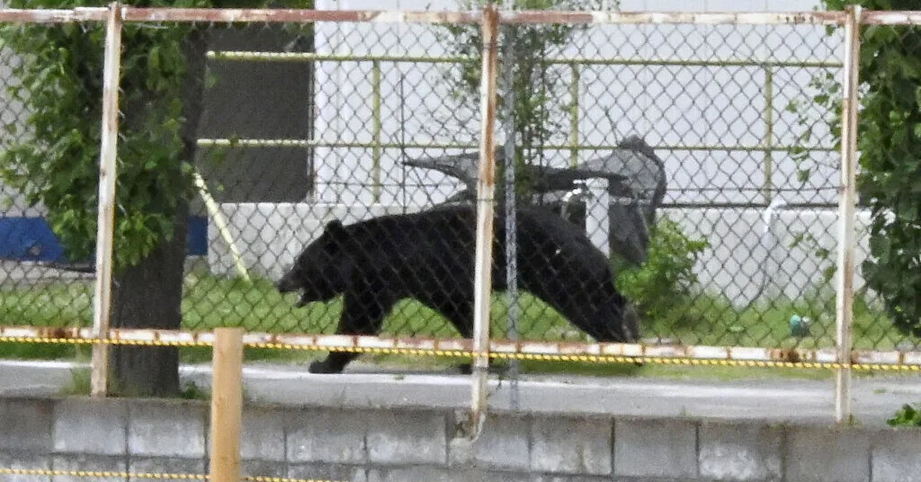 A bear that rampaged in Japan injured four people