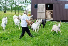 Ožka malė