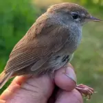 A representative of a new bird species in Lithuania caught at Ventė Cape
