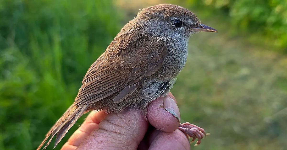 A representative of a new bird species in Lithuania caught at Ventė Cape