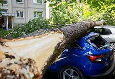 Fallen tree in Justiniškės