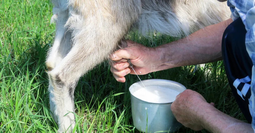 Is goat milk really healthier? We looked into how it differs from cow's milk