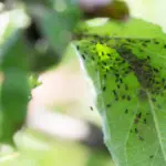 Aphids will disappear overnight: these homemade methods work better than any chemistry