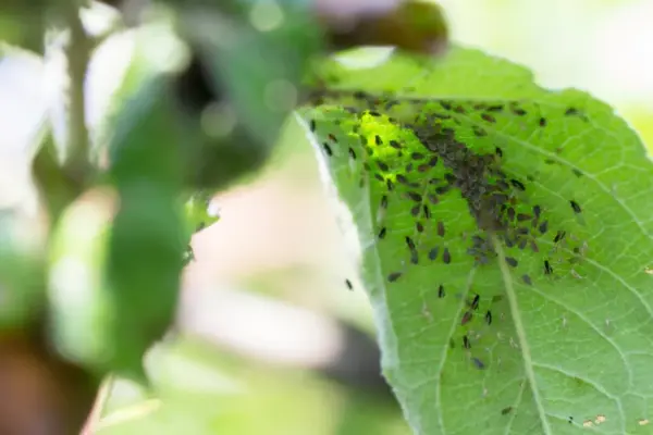 Aphids will disappear overnight: these homemade methods work better than any chemistry