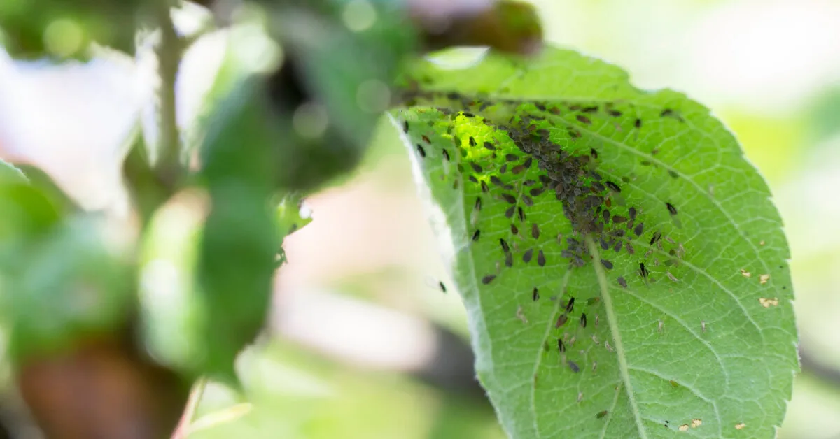 Aphids will disappear overnight: these homemade methods work better than any chemistry