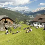 Presentation of Lithuanian contemporary art in the Alps: works had to be transported by helicopter