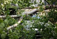 Fallen tree in Justiniškės