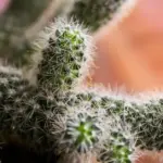 Scammer posing as a cactus buyer swindled nearly 1000 euros from a woman from Panevėžys