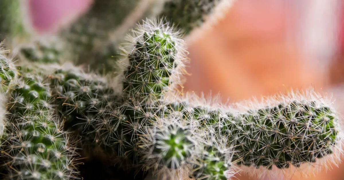 Scammer posing as a cactus buyer swindled nearly 1000 euros from a woman from Panevėžys