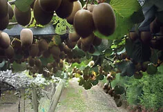 Aurimas Valujavičius in New Zealand