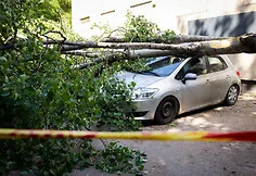 Fallen tree in Justiniškės