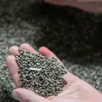 In the Seimas, the final vote on the liberalization of cannabis product exports remains
