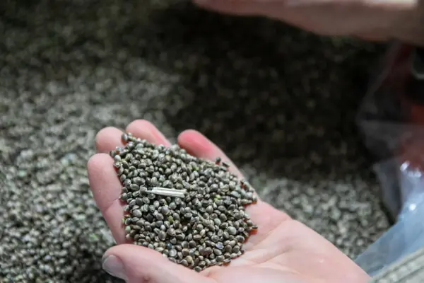 In the Seimas, the final vote on the liberalization of cannabis product exports remains