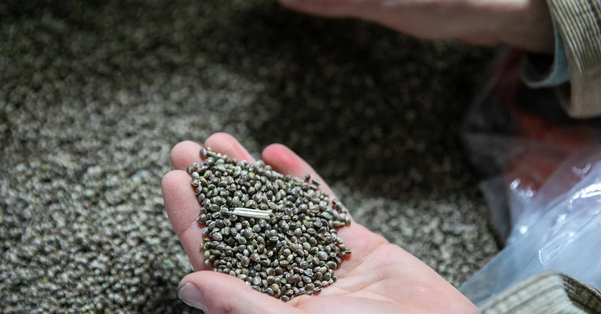 In the Seimas, the final vote on the liberalization of cannabis product exports remains