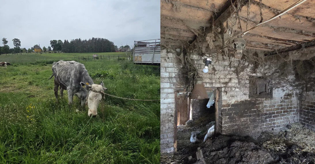 Cases of animal neglect are not decreasing: 43 animals confiscated in a month