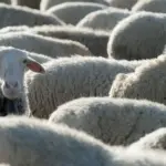 Voluntary sheep vaccination – 300 thousand euros support